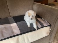 Toy poodle/ Bihon Frise puppies