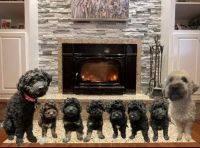 Poodle Puppies for sale in Regional Municipality of York, ON, Canada. price: $1,500