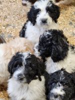 Poodle Puppies for sale in Sault Ste. Marie, ON P6B 5T3, Canada. price: $800
