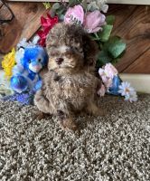 Poodle Puppies for sale in Cub Run, KY 42729, USA. price: $800