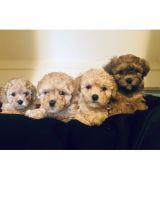Toy Poodle
