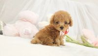 Poodle Puppies for sale in Hyderabad, Telangana, India. price: 70,000 INR