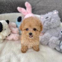Poodle Puppies for sale in Hyderabad, Telangana, India. price: 75,000 INR