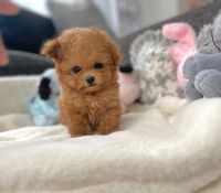Poodle Puppies for sale in Hyderabad, Telangana, India. price: 45,000 INR