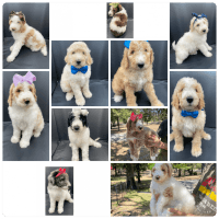 Poodle Puppies for sale in Denison, TX, USA. price: $500