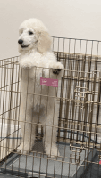 Poodle Puppies for sale in Houston, TX, USA. price: $1,200