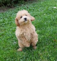Poodle Puppies for sale in Clyde, NY 14433, USA. price: $500
