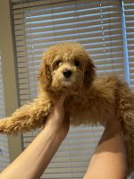 Poodle Puppies for sale in Boston, MA, USA. price: $1,450