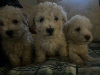Miniature Poodle Puppies