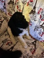 Poodle Puppies for sale in Trinity, NC, USA. price: $600