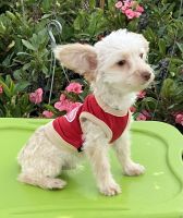 Sweet Toy Poodle mix boy