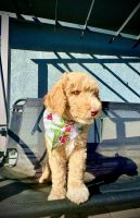 Poodle Puppies for sale in Los Angeles, California. price: $2,500
