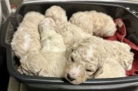 Poodle Puppies for sale in High Point, North Carolina. price: $1,000