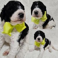 Standard poodles (akc)