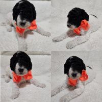 Standard poodles (akc)