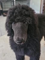 Poodle Puppies for sale in Charleston, South Carolina. price: $700