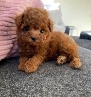 Poodle Puppies for sale in Birmingham, Alabama. price: $400