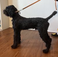 Poodle Puppies for sale in Denton, Texas. price: $900