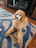 Poodle Puppies for sale in Ocala, FL, USA. price: $500