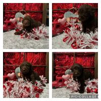 Poodle Puppies for sale in Clarksville, Tennessee. price: NA