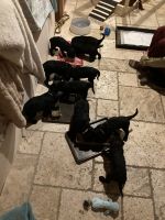 Poodle Puppies for sale in Ellsworth, Maine. price: $75,000