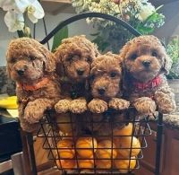 Poodle Puppies for sale in Milwaukee, Wisconsin. price: $400