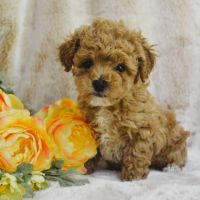 Poodle Puppies for sale in Philadelphia, Pennsylvania. price: $500