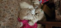 Poodle Puppies for sale in Candor, North Carolina. price: $600