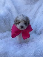 Poodle Puppies for sale in Jeffersonville, Indiana. price: $1,200