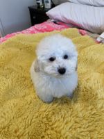 Poodle Puppies for sale in San Antonio, Texas. price: $900