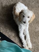 Poodle Puppies for sale in Hurricane, Utah. price: $1,500