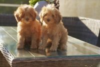 Poodle Puppies Photos
