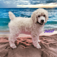 Poodle Puppies for sale in Tioga, Pennsylvania. price: NA