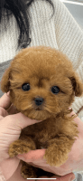 Poodle Puppies for sale in Lake Los Angeles, California. price: $5,200