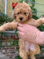 Poodle Puppies for sale in Sacramento, California. price: $600