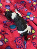 Poodle Puppies for sale in Bonnie Doon, Victoria. price: $3,500