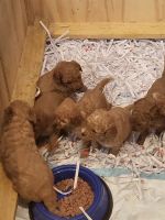 Poodle Puppies for sale in Casey, Victoria. price: $3,500