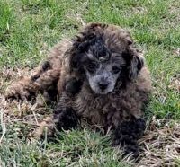 Poodle Puppies for sale in 353 Mapleleaf Lake Cir, Utica, KY 42376, USA. price: $1,800