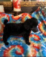 Poodle Puppies for sale in Blountsville, Alabama. price: $500