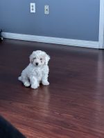 Poodle Puppies for sale in Bedford, Massachusetts. price: $1,500
