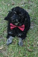 Poodle Puppies for sale in Traralgon, Victoria. price: $2,000
