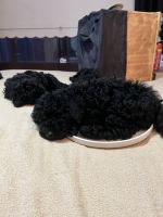 Poodle Puppies for sale in Sydney, New South Wales. price: $990