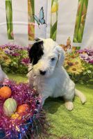 Poodle Puppies for sale in Hemet, CA, USA. price: $1,500
