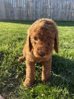 Poodle Puppies for sale in Owensboro, Kentucky. price: $600