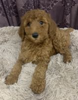 Poodle Puppies for sale in Owensboro, Kentucky. price: $800