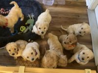 Poodle Puppies for sale in Little Rock, Arkansas. price: $600
