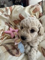 Poodle Puppies for sale in McCormick, South Carolina. price: $1,000