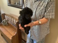 Poodle Puppies for sale in St Cloud, MN, USA. price: $800