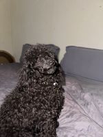 Poodle Puppies for sale in Dalzell, SC, USA. price: $2,000