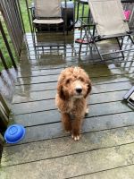 Poodle Puppies for sale in Columbus, OH, USA. price: $400